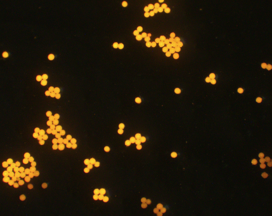 Orange PS Fluorescent Particles, 200 nm-NH2