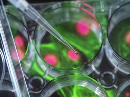 Polystyrene Particles, 15 um-Abvi Fluor647